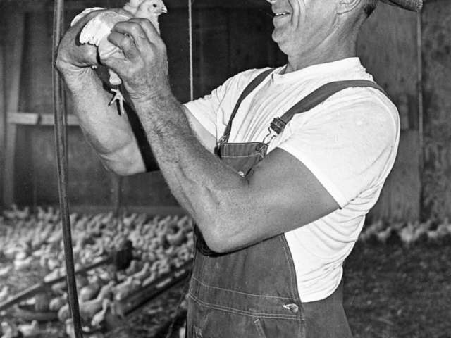 This photo was published in a 1977 issue of Oklahoma Farm Bureau Farmer in a feature story about Jim Martin, a broiler grower from Stilwell and an Adair County Farm Bureau Board member who produced between 90,000 and 100,000 chickens annually. Martin spoke about the benefits of joining an organization designed to help growers increase their profit margins. In addition, Martin described the life of a broiler grower and the constant care that was necessary to properly care for poultry.