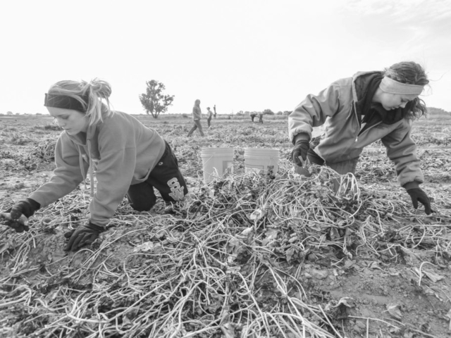 In 2013, a Hydro-area farmer had leftover sweet potatoes in a field that did not fit size requirements for harvest. OKFB coordinated an effort to bring in volunteers from the surrounding community and beyond to harvest the remaining sweet potatoes for donation to the Regional Food Bank of Oklahoma. OKFB members, such as Caddo County member Brittany Krehbiel (right) along with volunteers from local schools and members of the Oklahoma Agricultural Leadership Program descended on the field to fill buckets with the bounty of tubers for needy families.
