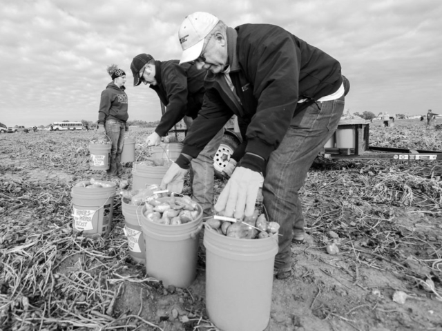 OKFB President Roland Pederson helps collect sweet potatoes for donation to the Regional Food Bank of Oklahoma in 2013.