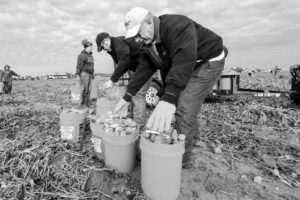 OKFB President Roland Pederson helps collect sweet potatoes for donation to the Regional Food Bank of Oklahoma in 2013.